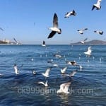 Avatar of Abdul Rahman